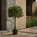 Bay Leaf Topiary - TidyPlant