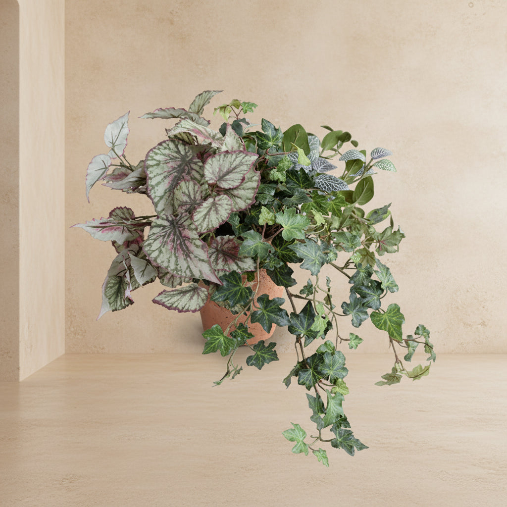 Begonia, Fittonia & Ivy in Terracotta - TidyPlant