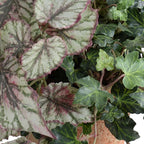 Begonia, Fittonia & Ivy in Terracotta - TidyPlant