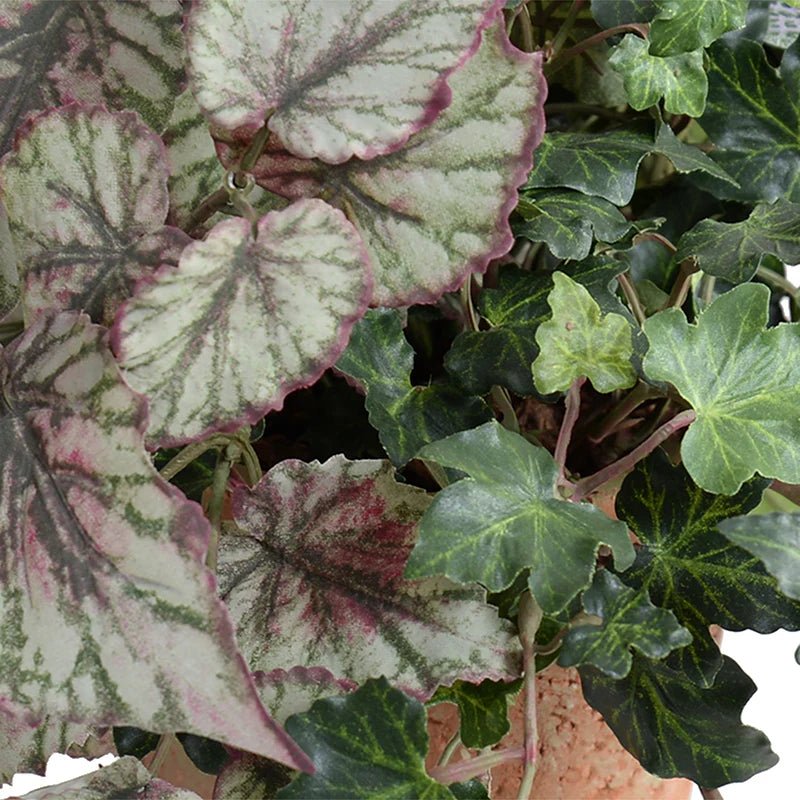 Begonia, Fittonia & Ivy in Terracotta - TidyPlant