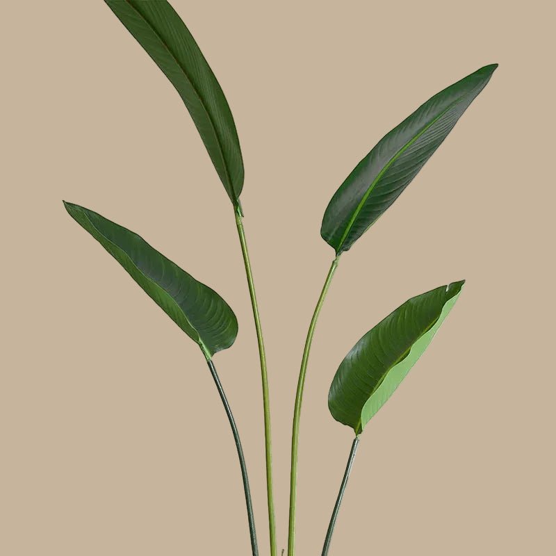 Bird of Paradise - TidyPlant