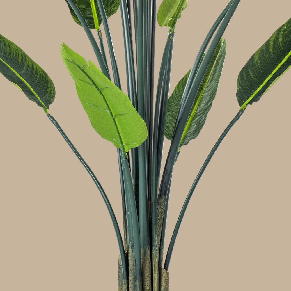 Bird of Paradise - TidyPlant
