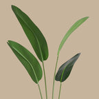 Bird of Paradise - TidyPlant