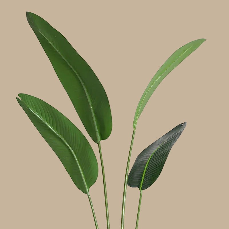 Bird of Paradise - TidyPlant