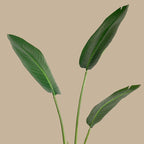 Bird of Paradise - TidyPlant