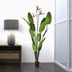 Bird of Paradise - TidyPlant