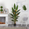 Bird of Paradise - TidyPlant
