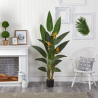 Bird of Paradise - TidyPlant