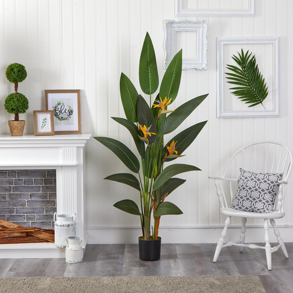 Bird of Paradise - TidyPlant