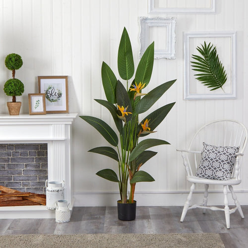 Bird of Paradise - TidyPlant