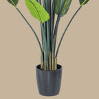 Bird of Paradise - TidyPlant