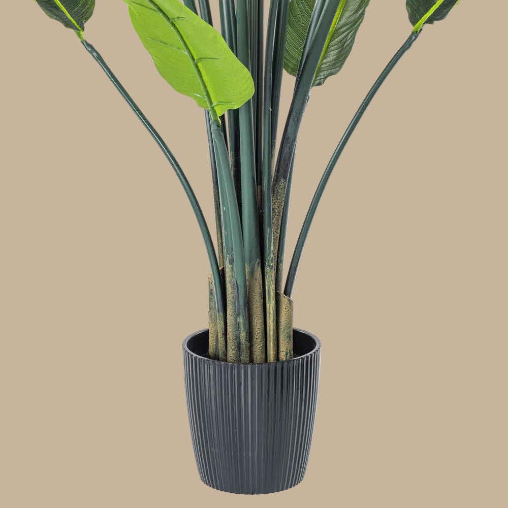 Bird of Paradise - TidyPlant