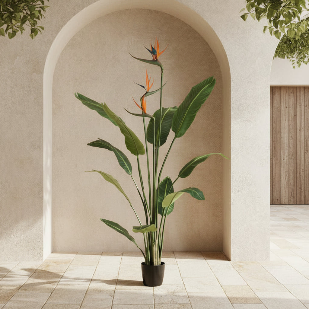 Bird of Paradise - TidyPlant