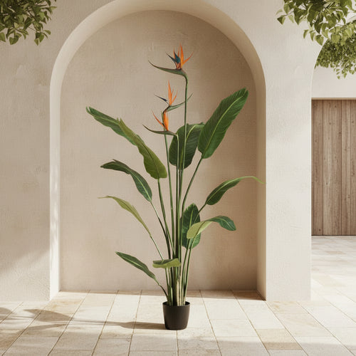 Bird of Paradise - TidyPlant