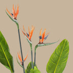 Bird of Paradise - TidyPlant