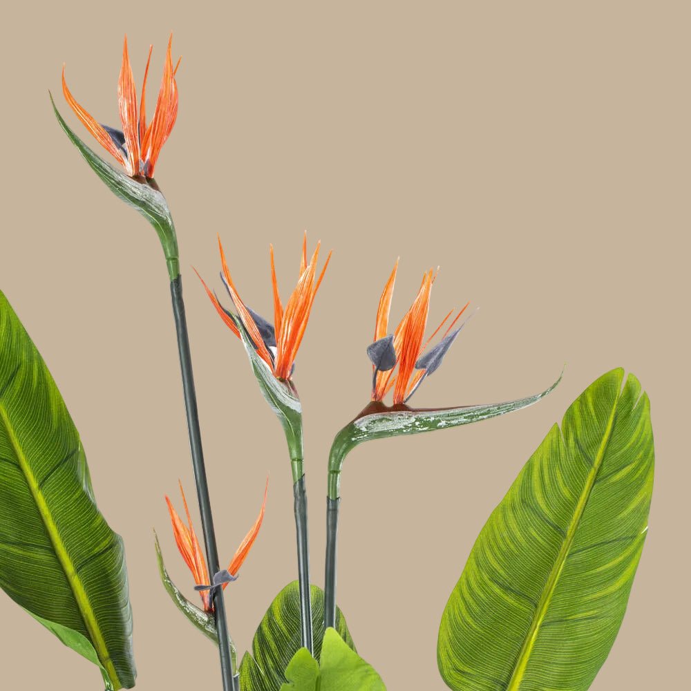 Bird of Paradise - TidyPlant