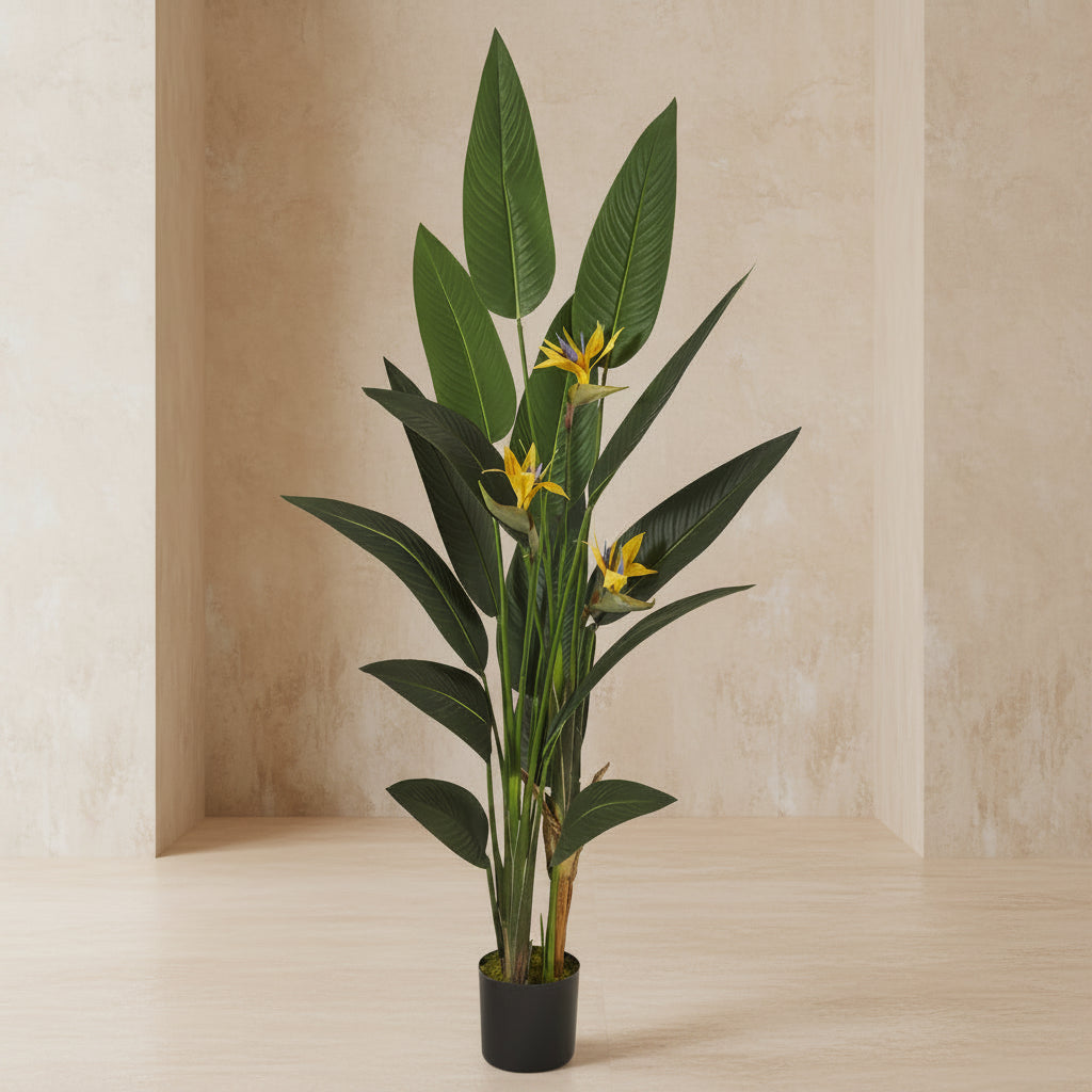 Bird of Paradise - TidyPlant