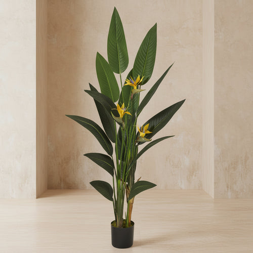 Bird of Paradise - TidyPlant