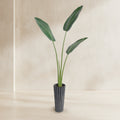 Bird of Paradise - TidyPlant