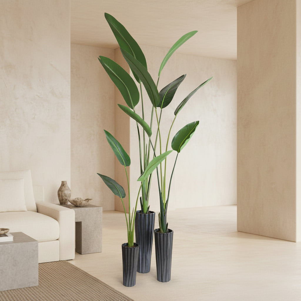 Bird of Paradise - TidyPlant