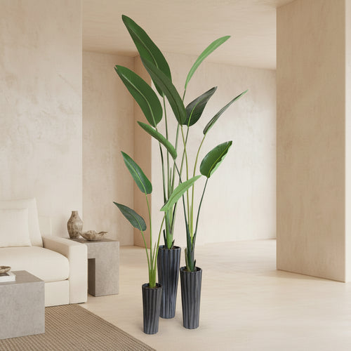 Bird of Paradise - TidyPlant