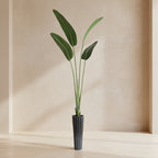 Bird of Paradise - TidyPlant