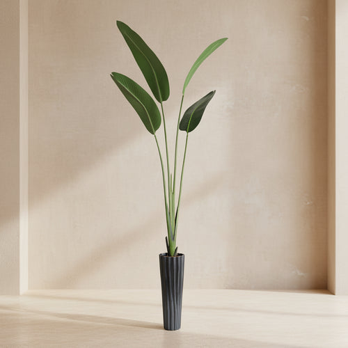 Bird of Paradise - TidyPlant