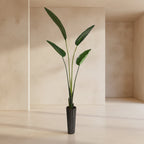 Bird of Paradise - TidyPlant