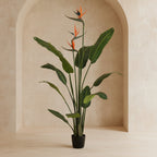 Bird of Paradise - TidyPlant