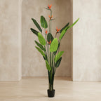 Bird of Paradise - TidyPlant