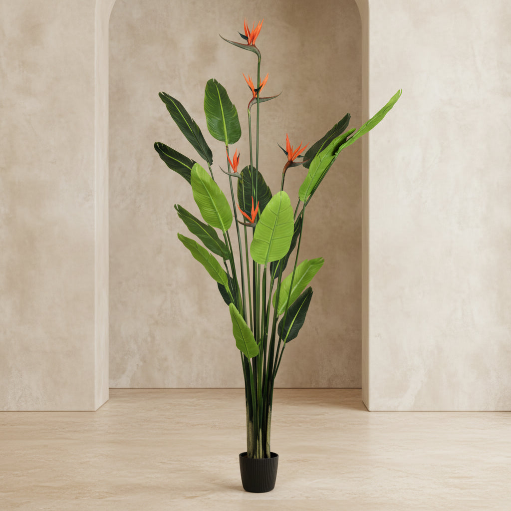 Bird of Paradise - TidyPlant