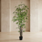Black Japanese Bamboo Tree - TidyPlant