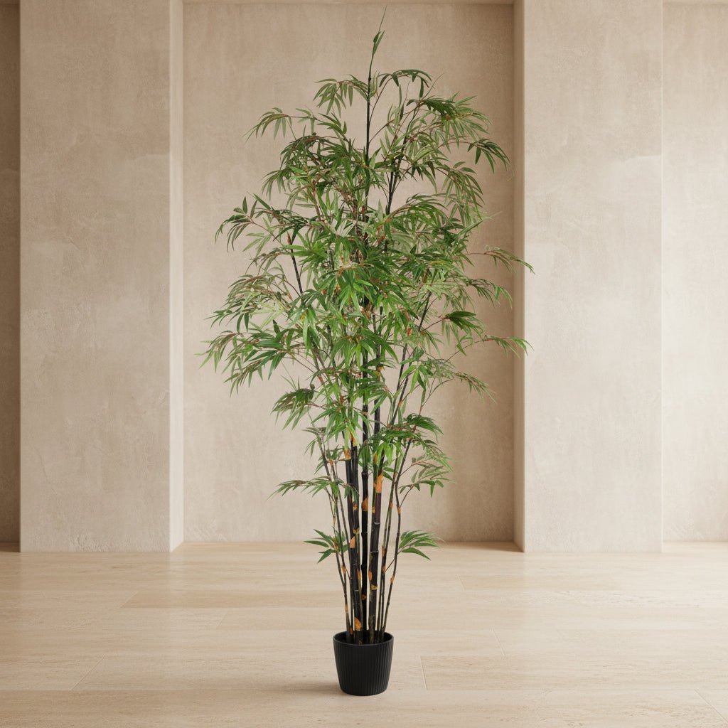 Black Japanese Bamboo Tree - TidyPlant