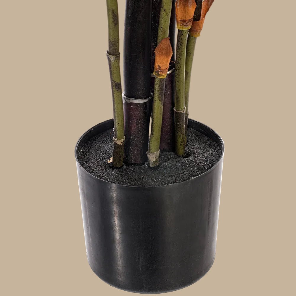 Black Japanese Bamboo Tree - TidyPlant