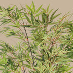 Black Japanese Bamboo Tree - TidyPlant