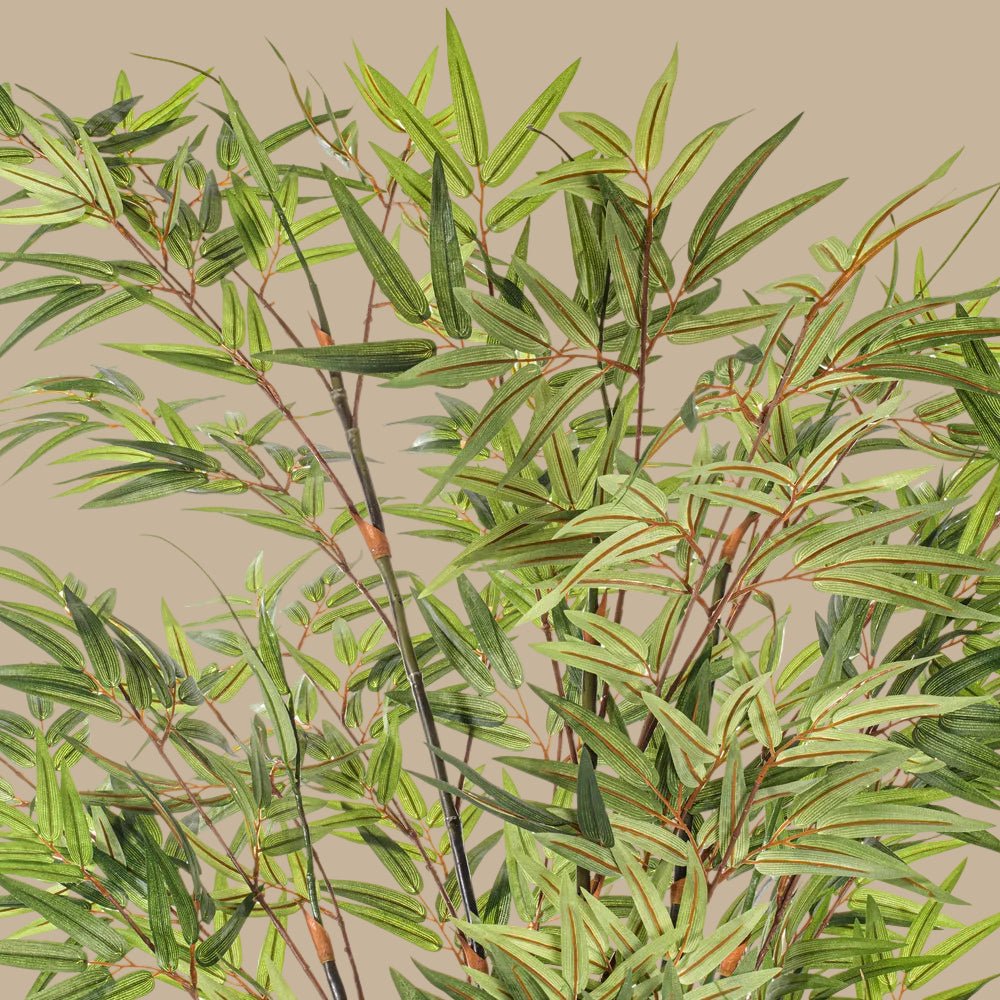Black Japanese Bamboo Tree - TidyPlant