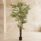 Black Japanese Bamboo Tree - TidyPlant