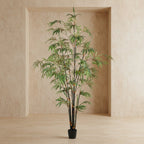 Black Japanese Bamboo Tree - TidyPlant