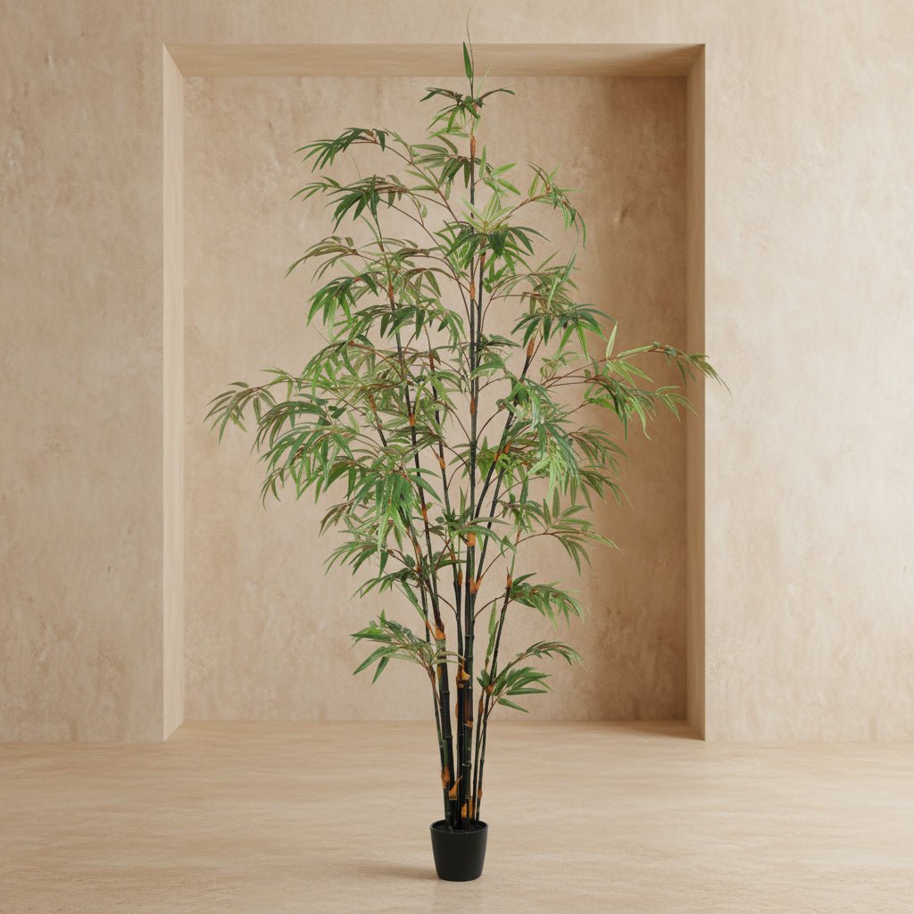 Black Japanese Bamboo Tree - TidyPlant