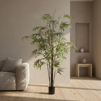 Black Japanese Bamboo Tree - TidyPlant