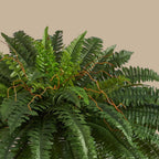 Boston Fern - TidyPlant