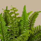 Boston Fern - TidyPlant