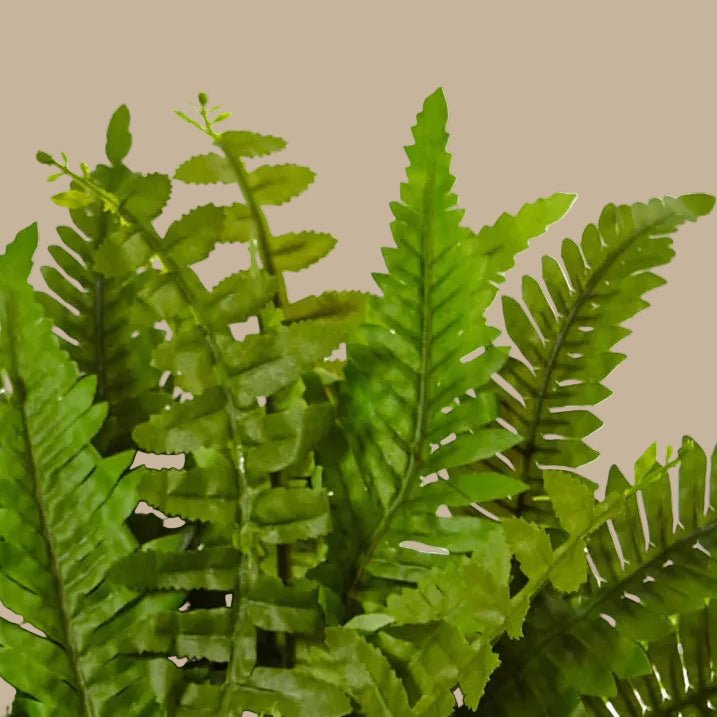 Boston Fern - TidyPlant