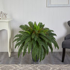 Boston Fern - TidyPlant