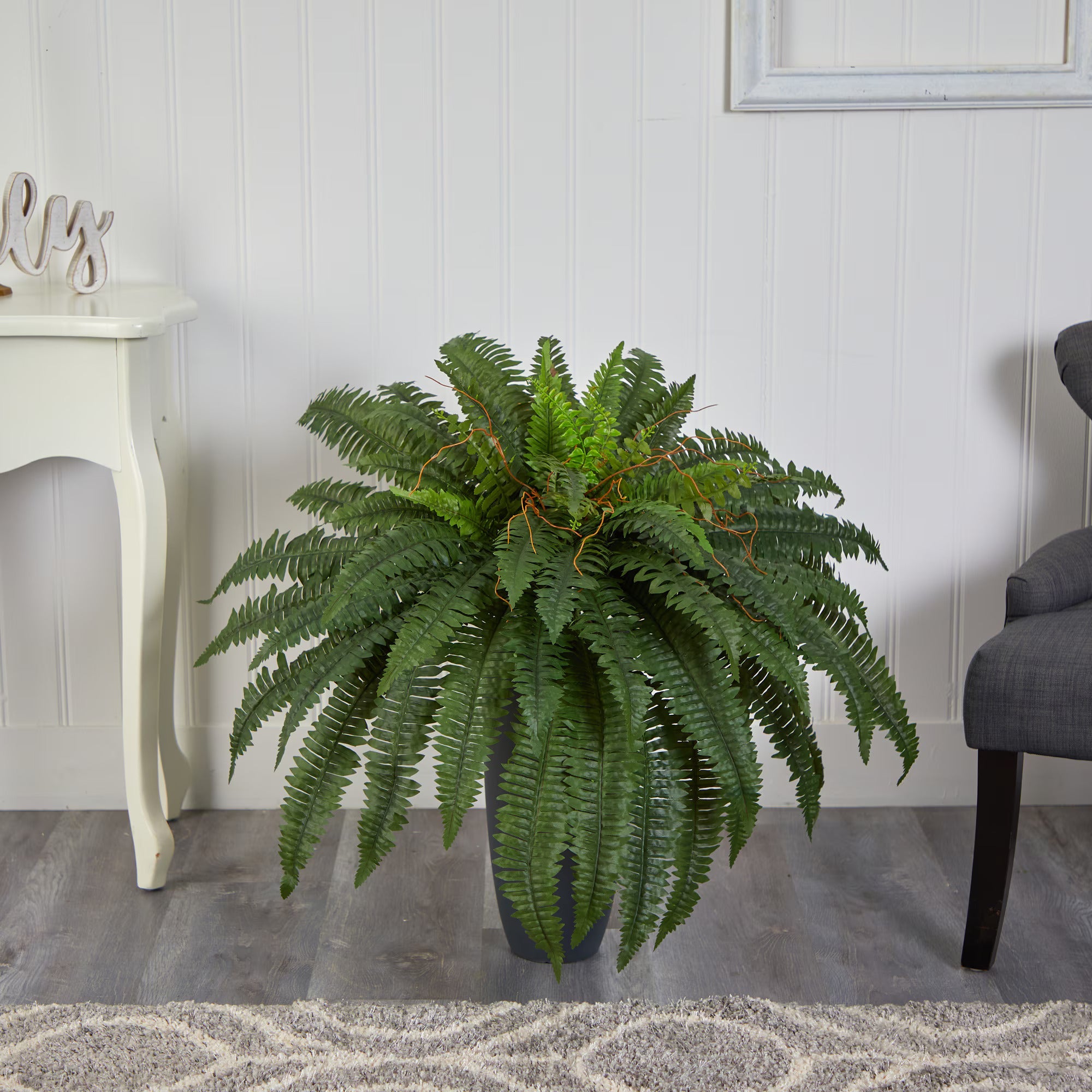 Boston Fern - TidyPlant