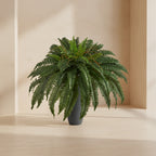 Boston Fern - TidyPlant