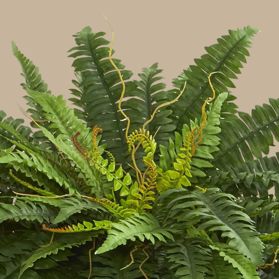 Boston Fern - TidyPlant