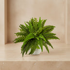Boston Fern - TidyPlant