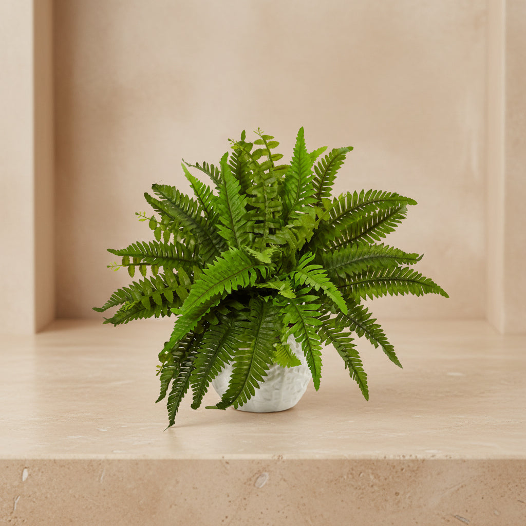 Boston Fern - TidyPlant