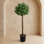 Boxwood Branch Tree - TidyPlant